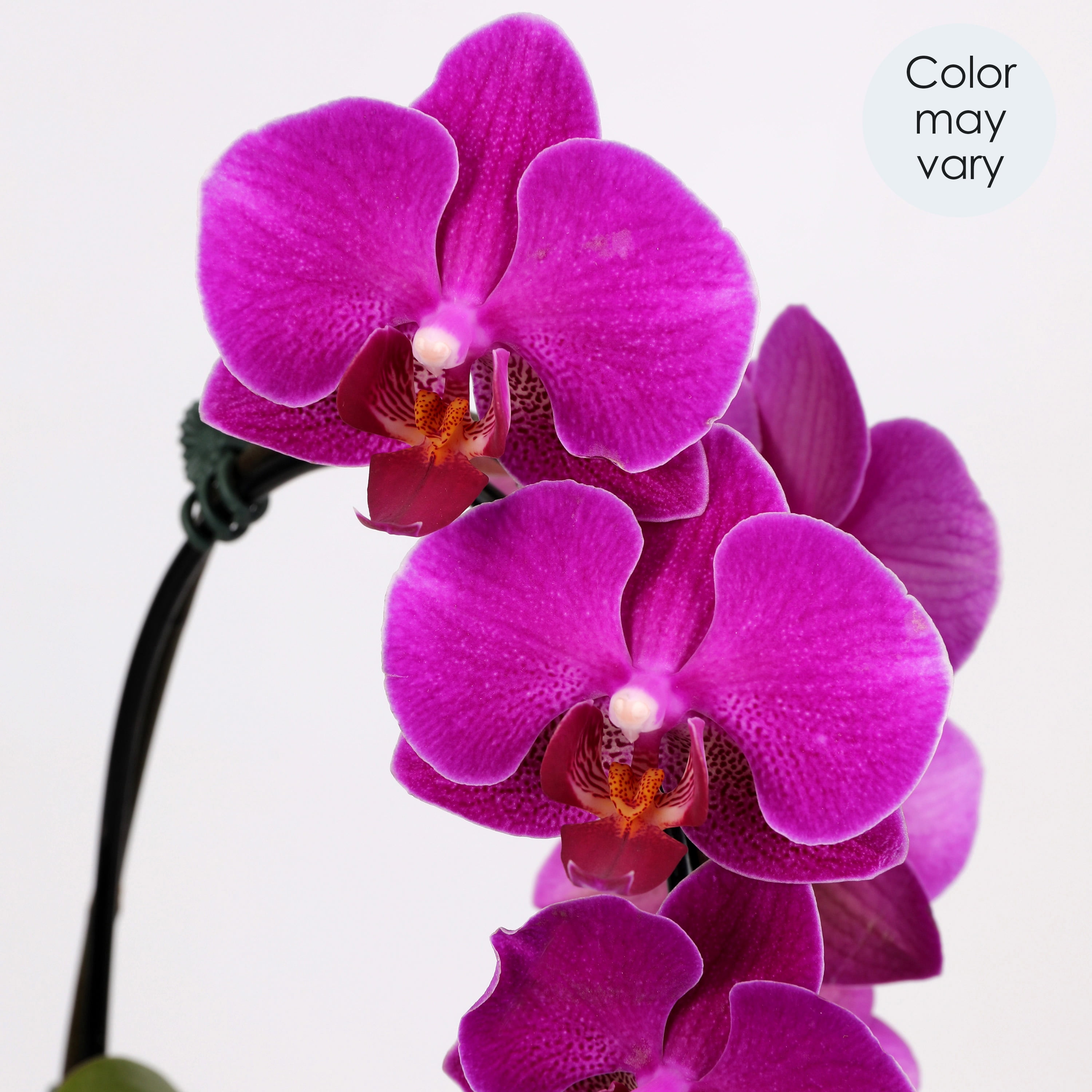 5IN Purple Waterfall Orchid (VDAY Edition) – White Quinn Pot – “I Love You Envelope” Pick