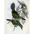 thumbnail image 2 of White-Banded Groove-Bill - Toucan Poster Print by  John Glover  (9 x 12), 2 of 2