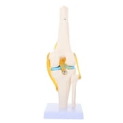 Human knee joint Human Knee Joint Model Anatomy Model 1:1 Life Size for Medical Teaching Aids