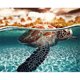 thumbnail image 1 of Wdftyju Kit de pintura por números DIY tortuga marina lienzo pintado a mano arte al óleo imagen artesanal Wdftyju 3wl7vh1kh2kk2rg4, 1 of 9
