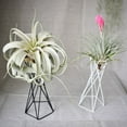 thumbnail image 2 of Tabletop Metal Air Plant Holders Stands Plant Containers Flower Racks;Tabletop Metal Air Plant Holders Stands Plant Containers Flower Racks,White,15CM, 2 of 4