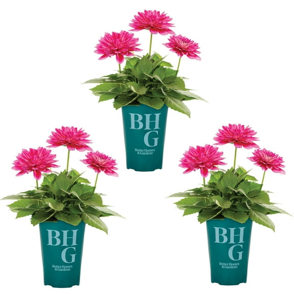 Better Homes & Gardens 2QT Pink Dahlia Live Annual Plant Sun 3-Pack