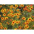 thumbnail image 3 of 1000 PLAINS COREOPSIS (Golden Tickseed) Coreopsis Tinctoria Flower Seeds, 3 of 3