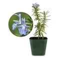 thumbnail image 3 of My Shelfie - Rosemary Plant Starter, Aromatic Rosemary Plants Live in 2-Inch Pot, Live Plants 2-3 Inch Tall, Blue-Purple Rosemary Herb Plants, Bee-Friendly, Green, 2-Pack, 3 of 9