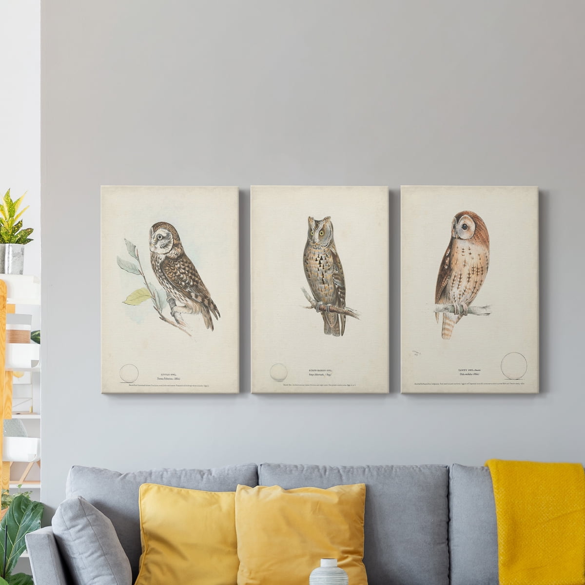 Little Owl Premium Gallery Wrapped Canvas - Ready to Hang - 8 x 12 Each