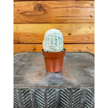 Espostoa Nana, 2" Plant, The Plant Farm