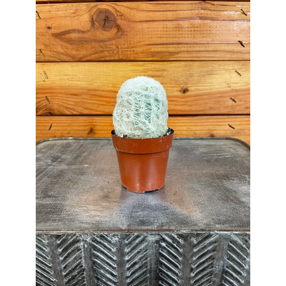 Espostoa Nana, 2" Plant, The Plant Farm