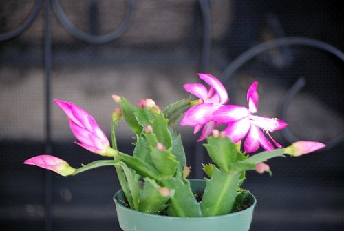 9GreenBox Pink Christmas Cactus Plant - Zygocactus - 4' Pot