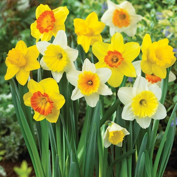 16 Mix Color Daffodils Bulbs Trumpet and Cupped Mixture - Set of Large Fresh Bulbs