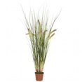 thumbnail image 1 of Plante d'Herbe de 2,5 Po, 1 of 1