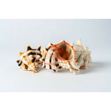 Brassica Murex Phyllonotus erythrostomu Hermit Crab SeaShell 3"- 4"(3 PCS)#JC-36