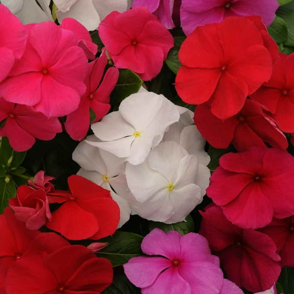 Outsidepride Vinca Titan Clear Flower Seed Mix - 100 Seeds