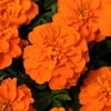 Altman Plants 1 g Marigold French Orange Plant
