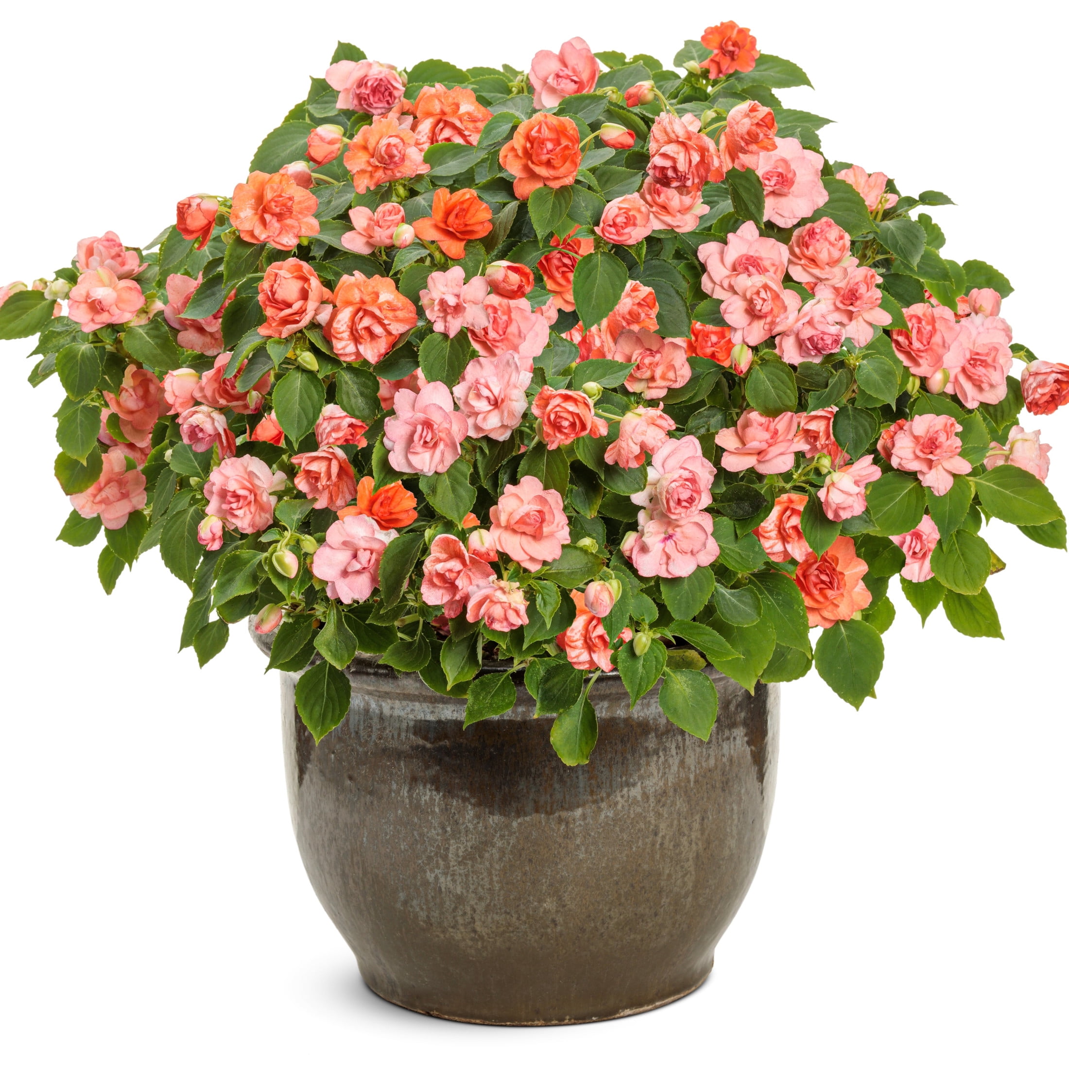 Proven Winners 4" Orange Rockapulco Tropical Shades Double Impatiens Live Plant in 4.25" Pot (4 Count)