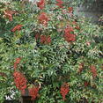 thumbnail image 4 of Domestic Nandina Plant Live, Heavenly Bamboo Shrub, Outdoor Planting in 2.5 Inch Pot, 4 of 5