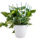 thumbnail image 5 of Soporte de flores de 6 piezas + bridas para cables de 20 piezas deje un mensaje al realizar un pedido Soporte de flores para trepar plantas ANGGREK Otros, 5 of 8
