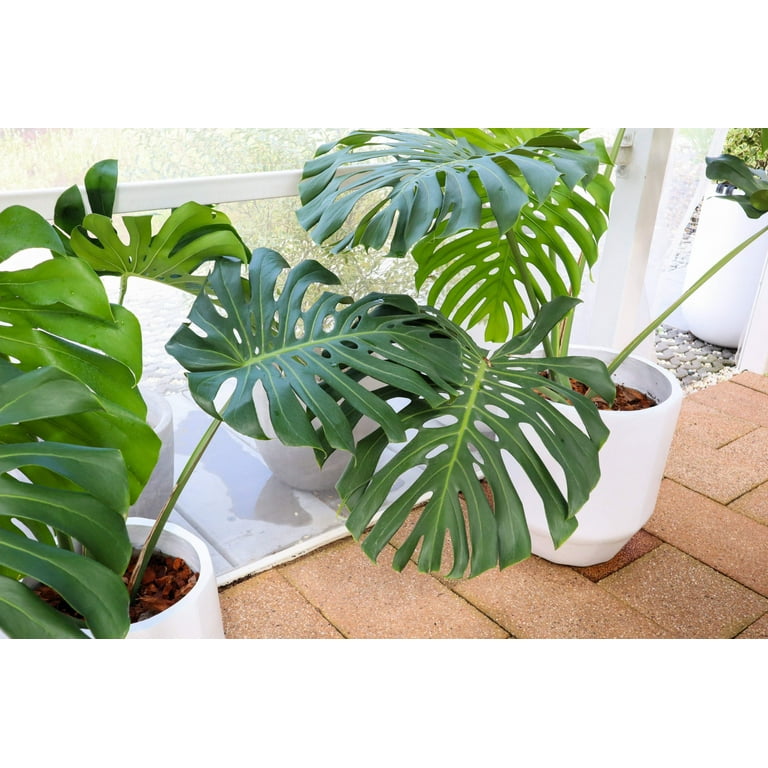 5 Organic SPLIT LEAF PHILODENDRON Monstera Deliciosa Swiss Cheese Plant Vine Seeds