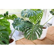 5 Seeds - Organic SPLIT LEAF PHILODENDRON Monstera Deliciosa Swiss Cheese Plant Vine Seeds