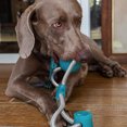 thumbnail image 3 of Suction Cup Dog Toy, Pet Molar Bite Multifunction Interactive Durable Ropes Toy with Powerful Suction Cup, Aggressive Chew Pet Toys for Helps Clean Teeth, Tug and Chew, 3 of 9
