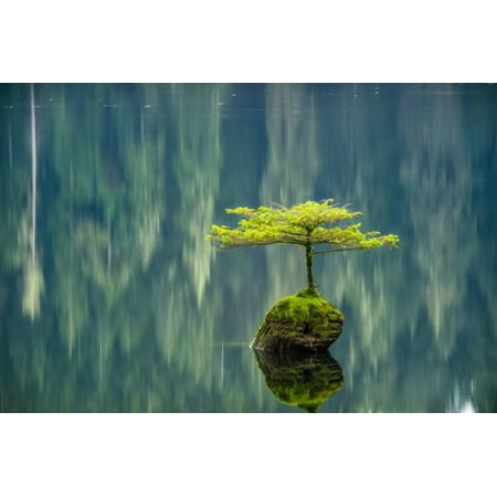 Art Tin - Fairy Lake Bonsai Print Wall Art By Tim Oldford