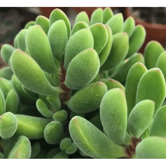 Crassula Rogersii Plant Live for Planting - Globulea Rogersii Plant - Rare Succulent Plant - 2 Inch Pot