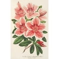 thumbnail image 2 of Charles Antoine Lemaire 11x14 Black Ornate Wood Framed Double Matted Museum Art Print Titled: Azalea Indica (Hybrida) Dieudonne Spae (1854-1896), 2 of 5