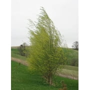 One Hybrid Willow Tree to Grow - Fast Growing Privacy or Shade - Austree Willow