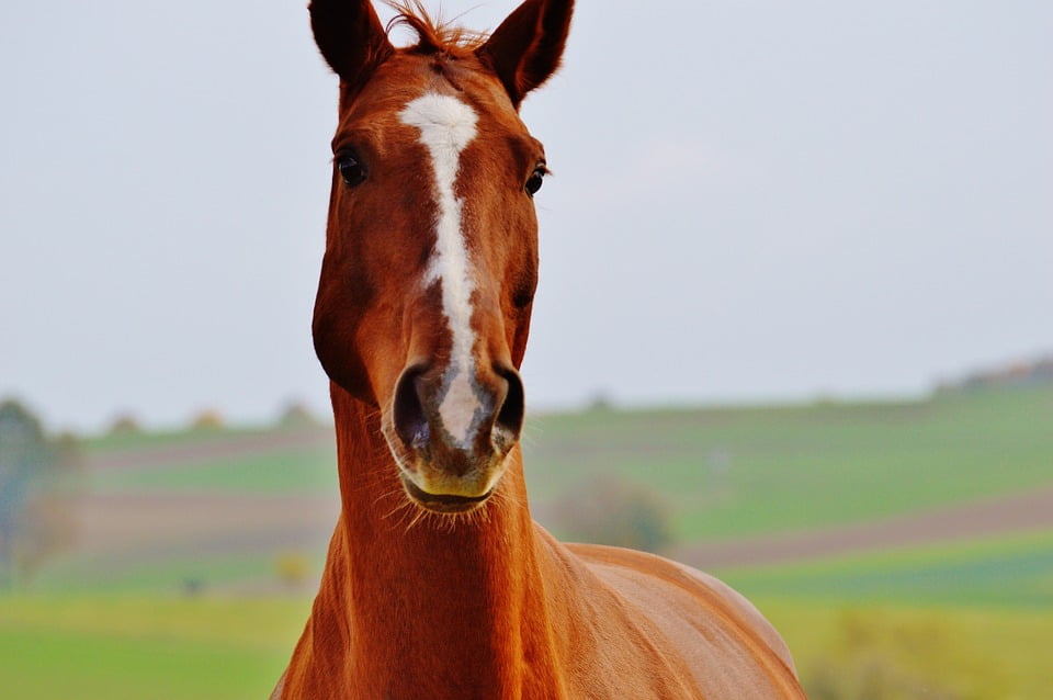 North American Horses Laminated Educational Reference Equine Chart Poster 24x36