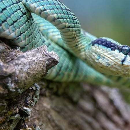 Green pit viper snake by Tim Fitzharris - Item # VARPDX59063