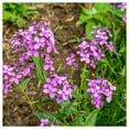 thumbnail image 5 of Everwilde Farms - 1000 Dames Rocket Garden Flower Seeds - Gold Vault Jumbo Bulk Seed Packet, 5 of 5