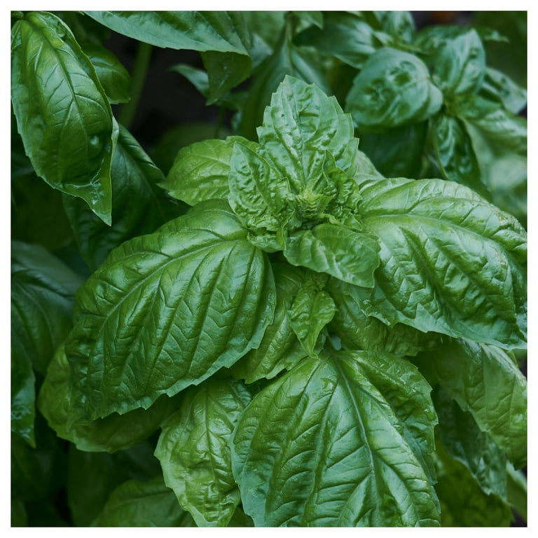 Fresh Basil Leaves Walmart