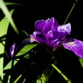 thumbnail image 2 of Crane, Rita 12x12 Black Ornate Wood Framed with Double Matting Museum Art Print Titled - Wild Iris I, 2 of 4