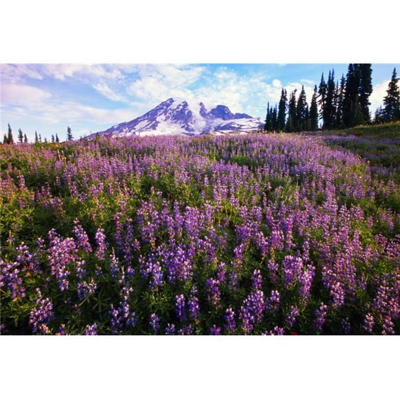 Posterazzi DPI1783815 Meadow of Purple Flowers Blooming Paradise Park Valley Mount Rainier National Park Poster Print by Natural Selection Craig Tuttle, 18 x 12