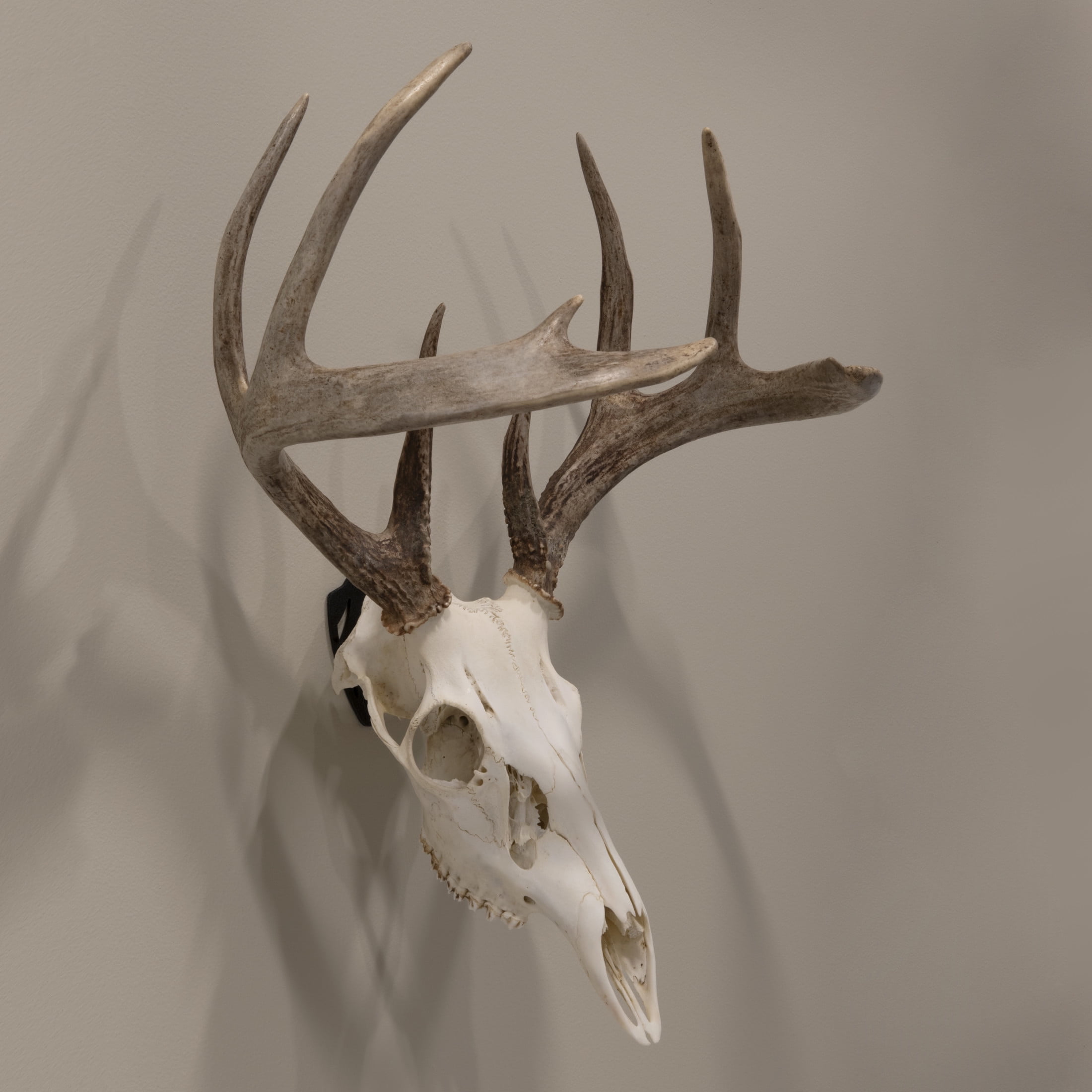 Allen Company Ez Mount European Deer Skull Wall Display - Skull Peg Hooks 3-Pack - For Whitetail & Mule Deer - Easy Install - Durable Steel Construction - Black