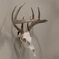thumbnail image 4 of Allen Company Ez Mount European Deer Skull Wall Display - Skull Peg Hooks 3-Pack - For Whitetail & Mule Deer - Easy Install - Durable Steel Construction - Black, 4 of 7