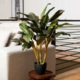 thumbnail image 7 of Vickerman 30" Artificial Real Touch Dracaena., 7 of 7