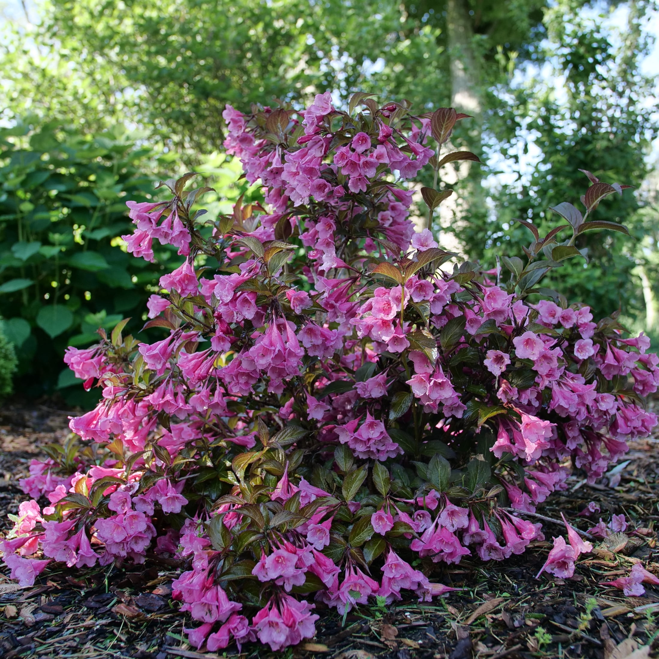 Proven Winners ColorChoice 6" Pink Sonic Bloom Wine Weigela Live Plant in 7.5" Pot
