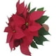 thumbnail image 1 of Nochebuena en maceta 65 cm, 1 of 4