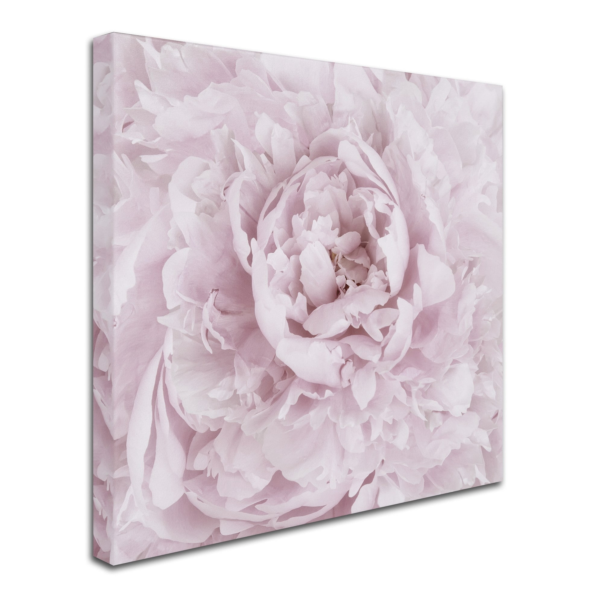 Trademark Fine Art 'Pink Peony Flower' Canvas Art by Cora Niele