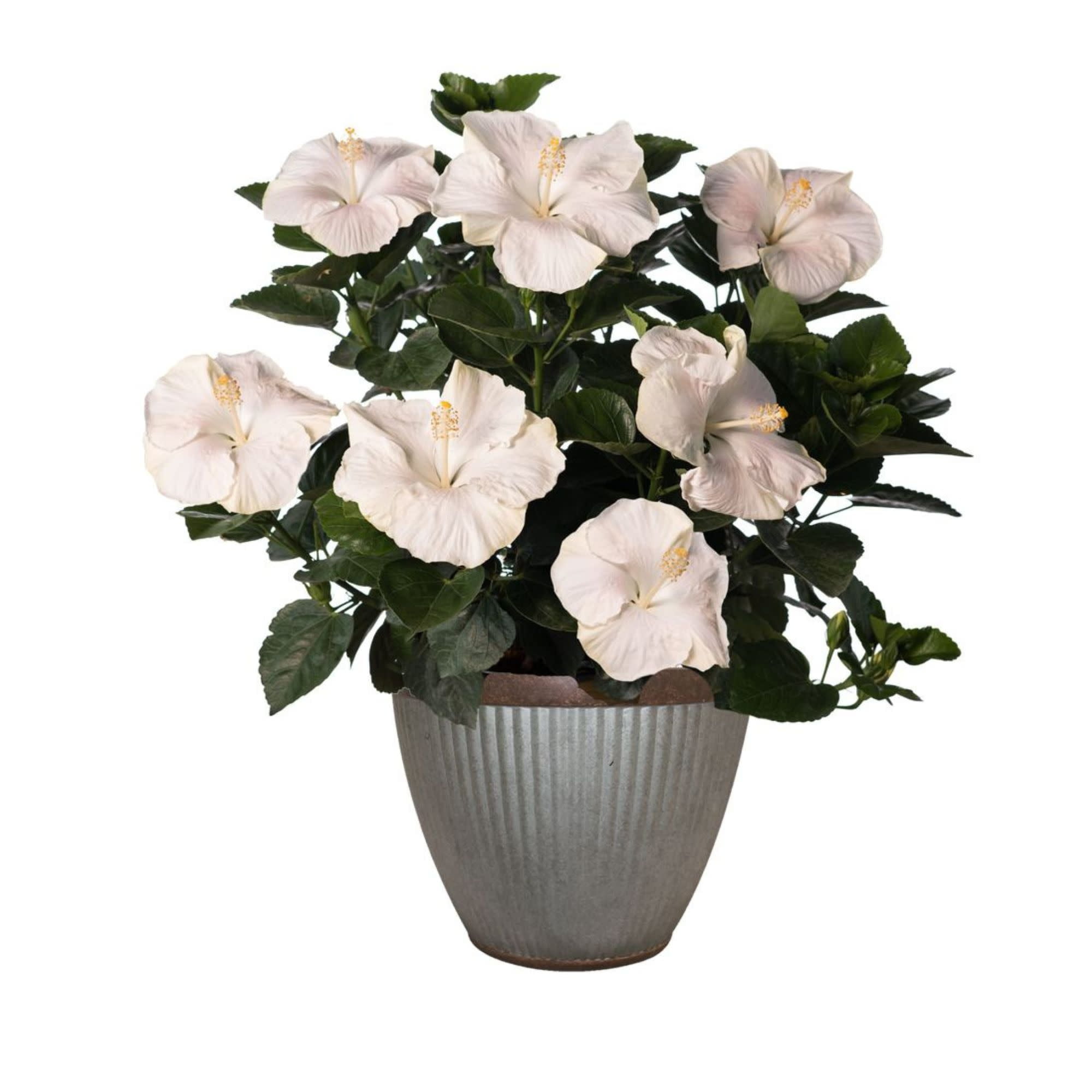 Proven Winners ColorChoice 6" White Hollywood Hibiscus Earth Angel Tropical Hibiscus Live Plant in 7.5" Pot