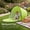 Green, variant on 1 Person Instant Pop Up Beach Sun Shelter Tent, 1 Second Quick Setup Lightweight Oval Shade Tent with Velcro Closure for Camping Picnic Backyard Yacht