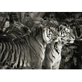 thumbnail image 2 of Pangea Images 24x18 White Modern Wood Framed Museum Art Print Titled - Two Bengal Tigers (BW), 2 of 4