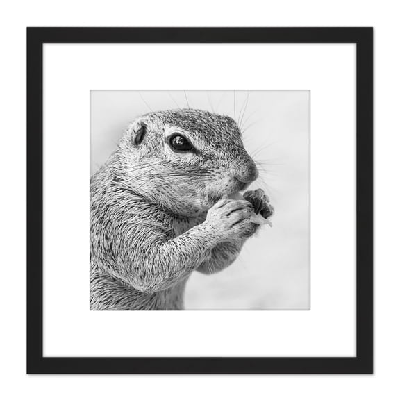 Squirrel Rodent Eating Black White Animal Photo 8X8 Inch Square Wooden Framed Wall Art Print Picture with Mount