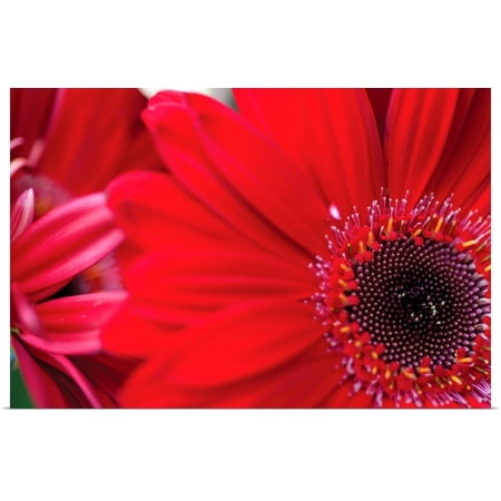 Great BIG Canvas | Rolled Erin Berzel Poster Print entitled Red Gerbera Close-up