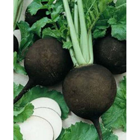 Radish Black Spanish Great Heirloom Vegetable by Seed Kingdom Bulk 1 Lb Seeds