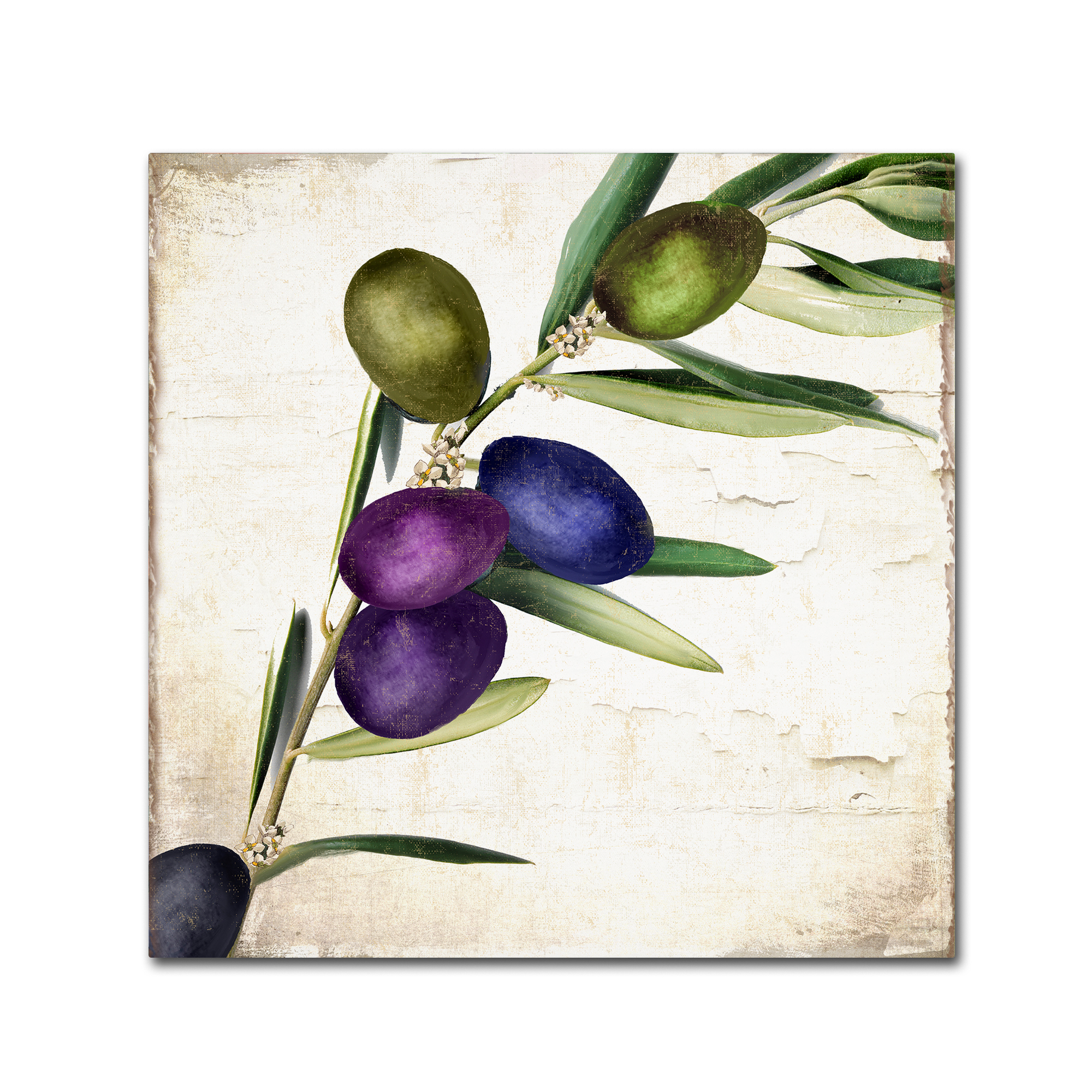 Trademark Fine Art "Olive Branch III" Canvas Art by Color Bakery