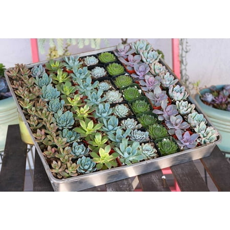 (20 Succulents) Succulent Wedding Favors by The Succulent Source - Succulents for all occasions - Rosette 2