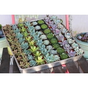 Rosette Succulents for Wedding Favors, Party Gifts and Gardens - 2" Live Succulent Plants