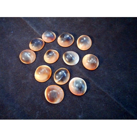 Nautical Beach Cottage Decor Set of 12 Red Cat Eye Shells (Shiva Shells) Operculum (Size (small) 1/2