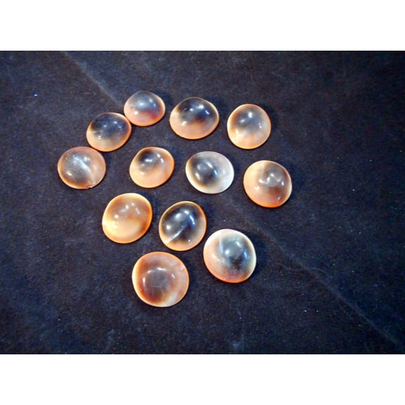 Set of 12 Red Cat Eye Shells (Shiva Shells) Operculum (Size (small) 1/2"-1" (13-26 mm) for Crafts and Nautical Beach Cottage Decor